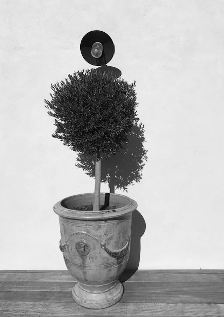 Olivier en pot sur la terrasse du Mas La Solarie dans les C&eacute;vennes