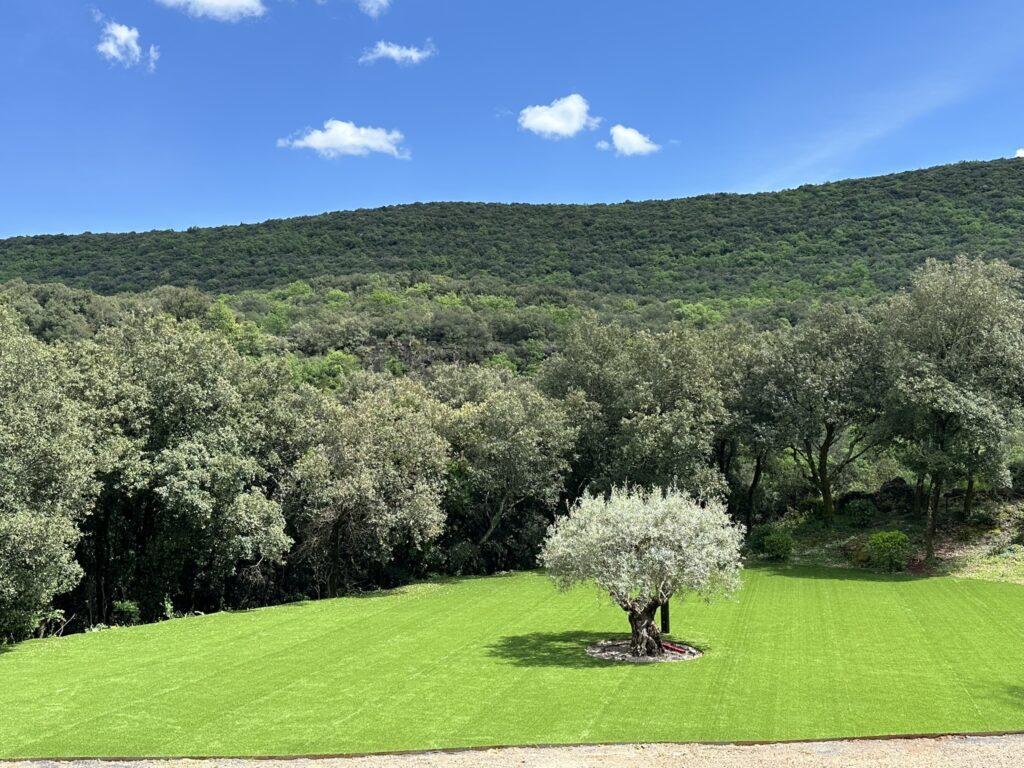 Olivier centenaire au Mas La Solarie avec vue sur les collines des C&eacute;vennes, lieu de mariage et r&eacute;ception
