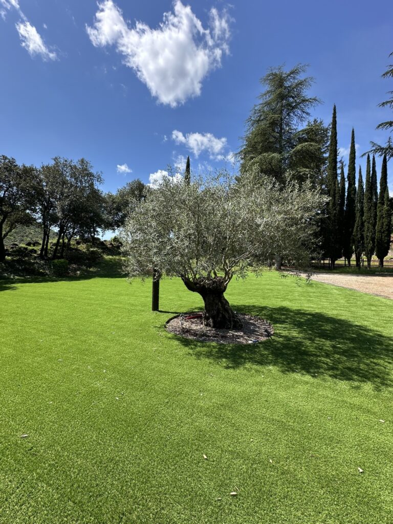 Olivier centenaire sur la pelouse du Mas La Solarie dans les C&eacute;vennes