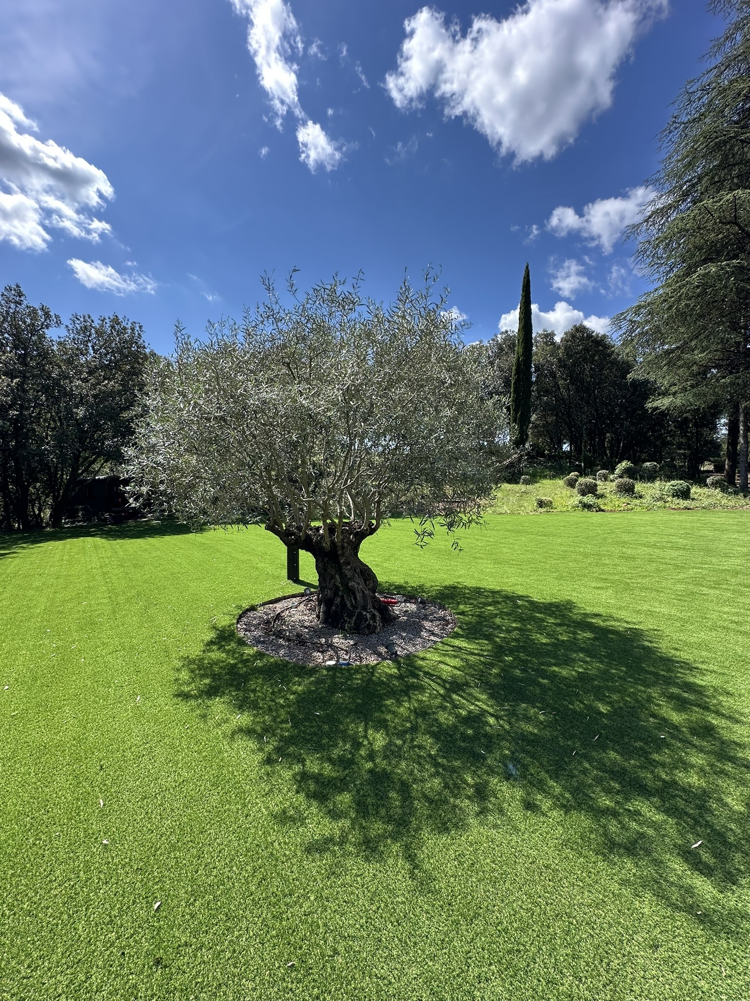 olivier jardin Mas La Solarie Cévennes lieu mariage location saisonniere domaine proche Montpellier nature